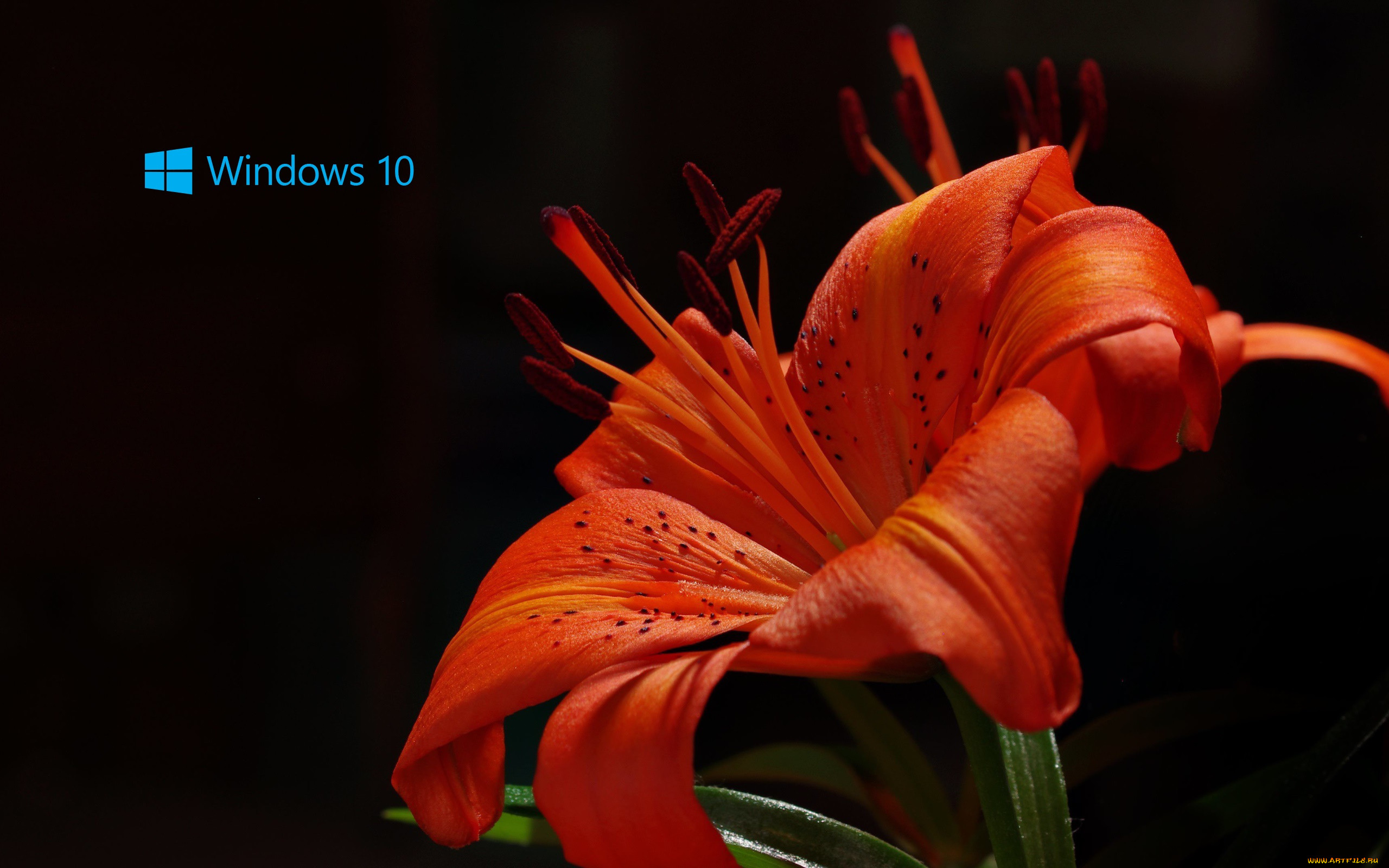 , windows  10, , , , 